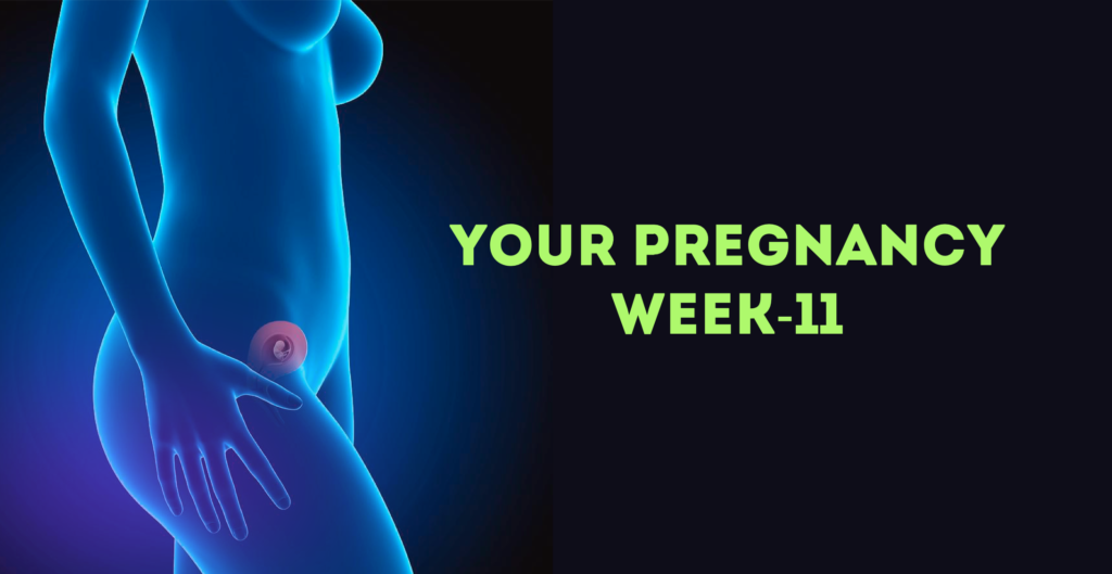 Pregnancy Week 11