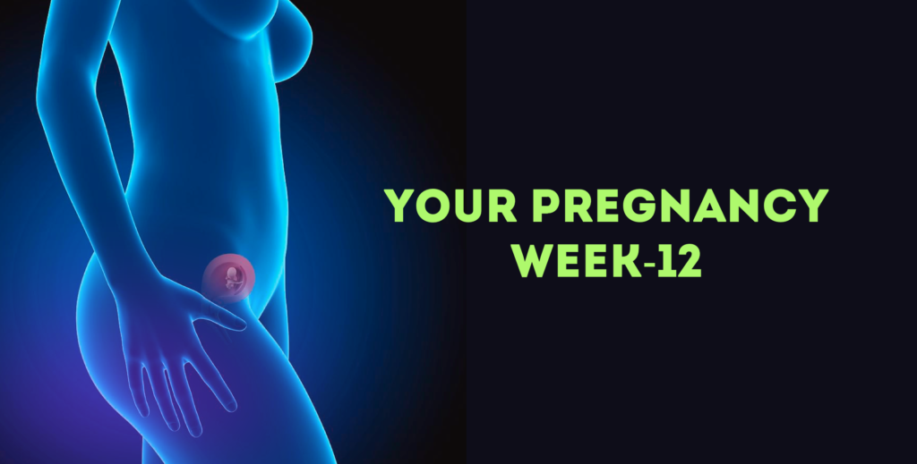 Pregnancy Week 12
