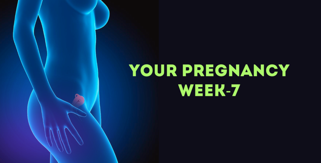Pregnancy Week 7